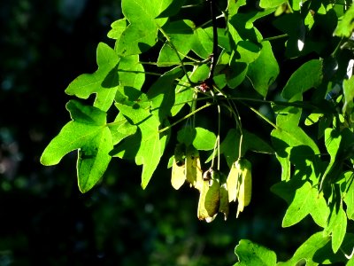 Feuilles trilobées et samares de l'Erable de Montpellier, … 