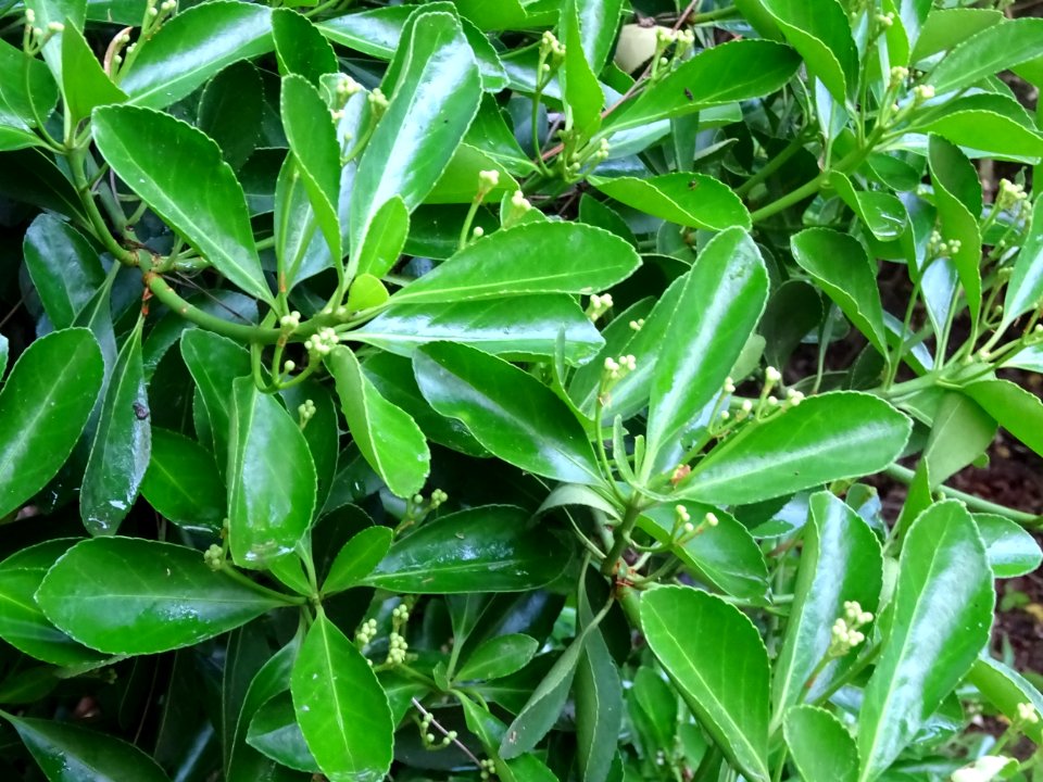 Fusain du Japon, Euonymus japonicus, Célastracées 