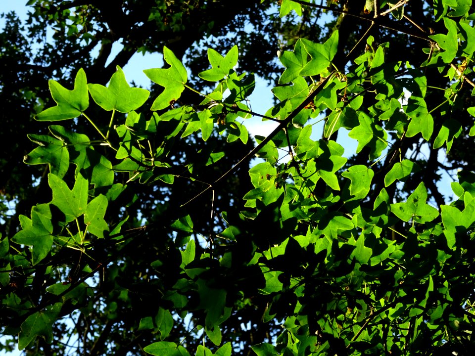 Feuilles trilobées de l'Erable de Montpellier, Acer monspe… 