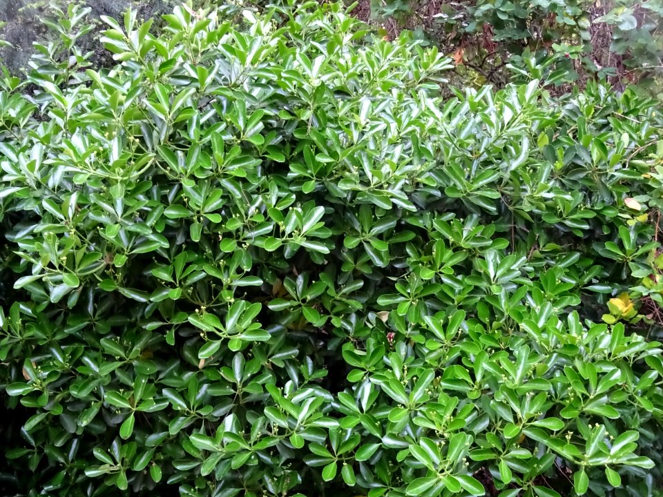 Fusain du Japon, Euonymus japonicus, Célastracées 