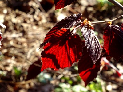 Feuilles de noisetier pourpre, Corylus maxima purpurea, Bé… 