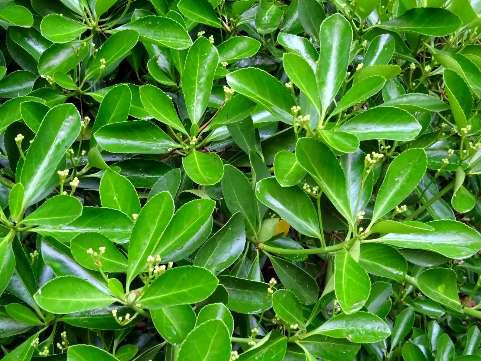 Fusain du Japon, Euonymus japonicus, Célastracées 