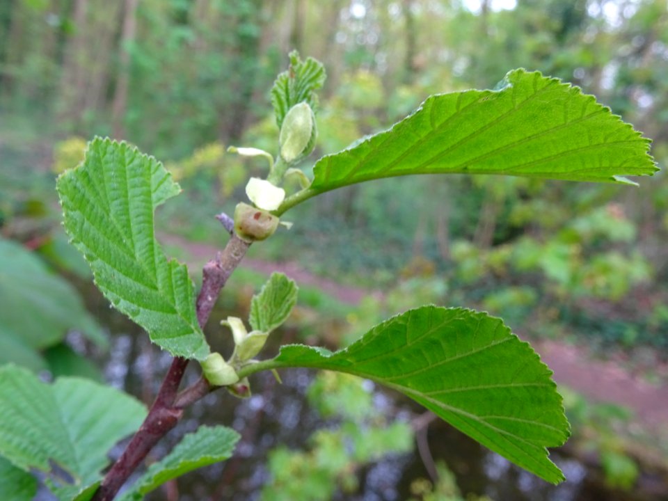 Jeunes feuilles, Aulne glutineux, Alnus glutinosa, Betulac… 