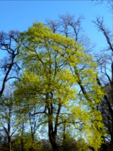 La pleine floraison de l'Erable plane, Acer planatoides, A… 