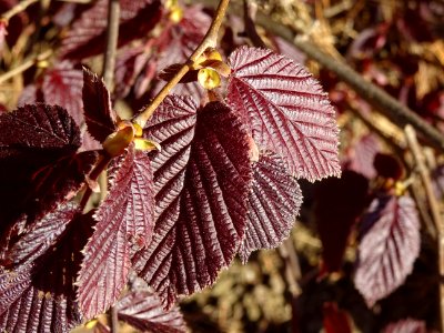 Feuilles de noisetier pourpre, Corylus maxima purpurea, Bé… 