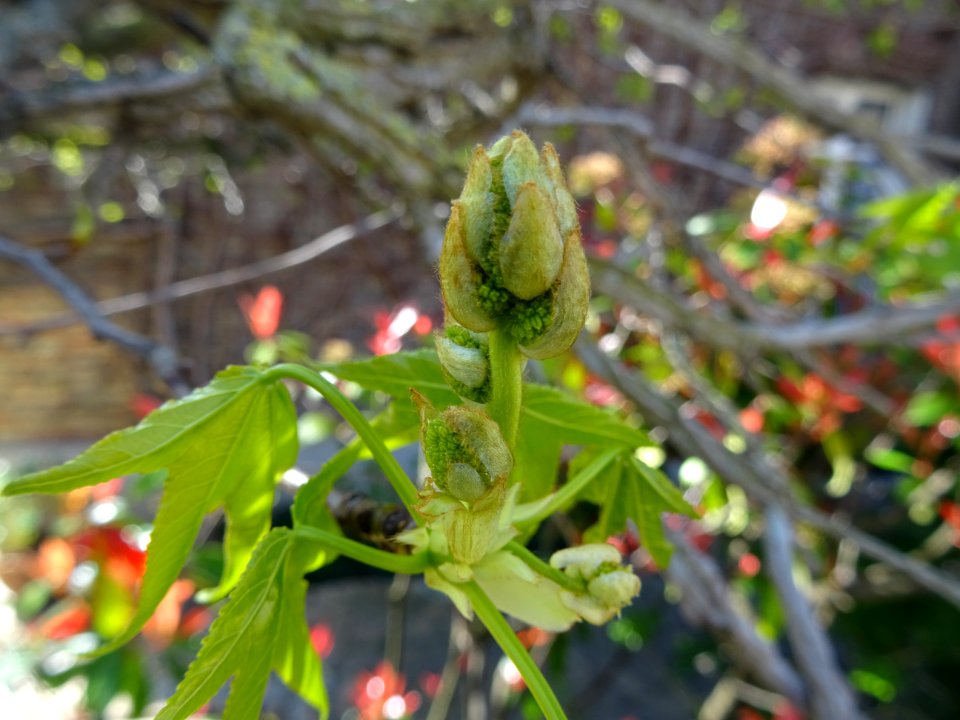 Feuilles et fleurs en capitule sphérique, Copalme d'Amériq… 