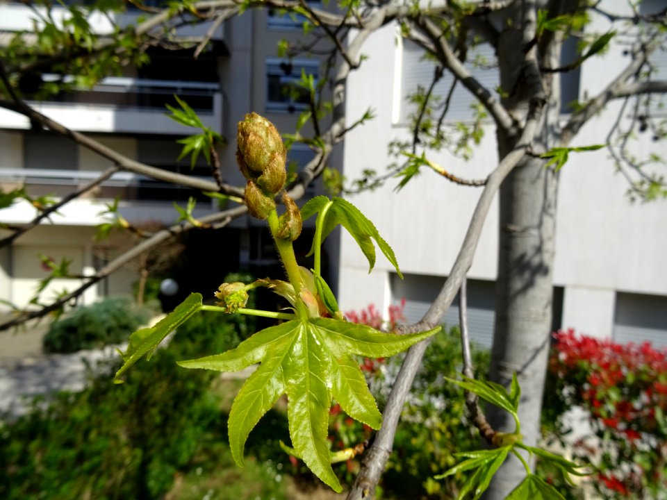 Feuilles et fleurs en capitule sphérique, Copalme d'Amériq… 