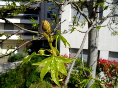Feuilles et fleurs en capitule sphérique, Copalme d'Amériq… 