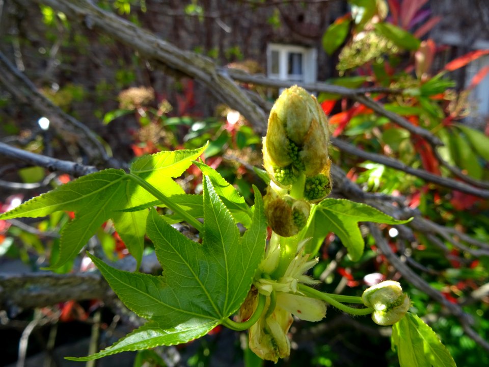 Feuilles et fleurs en capitule sphérique, Copalme d'Amériq… 