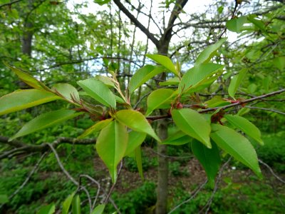 Feuilles du Cerisier tardif ou cerisier noir, Prunus serot… 