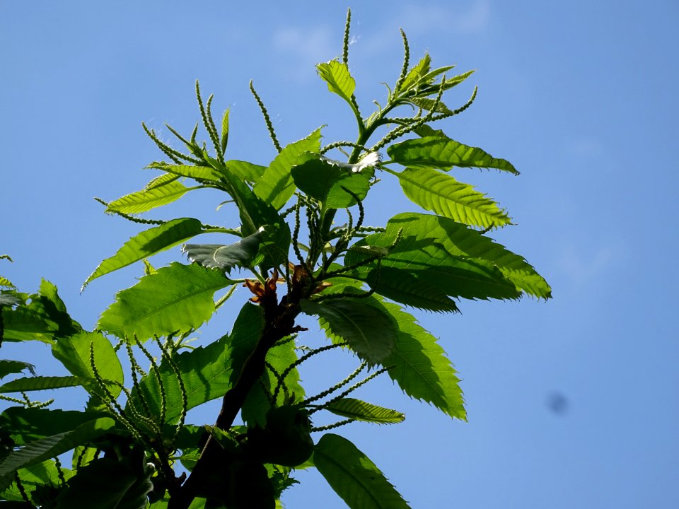 Feuilles et châtons mâles de Châtaignier commun, Castanea … 