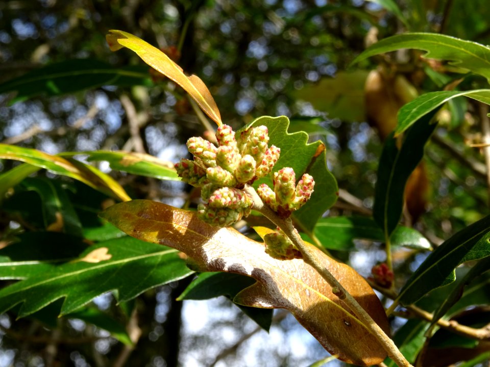 Bourgeons de Chêne hispanique, Quercus hispanica, Fagacées… 