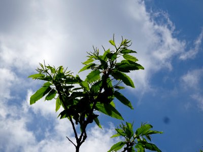Feuilles et châtons mâles de Châtaignier commun, Castanea … 