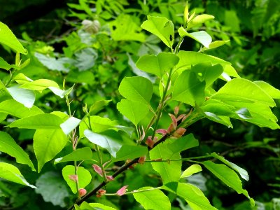Feuilles du Cerisier tardif ou cerisier noir, Prunus serot… 
