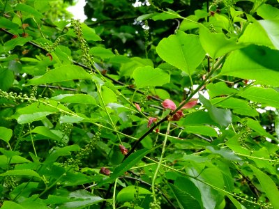 Feuilles et inflorescences dressées puis pendantes du Ceri… 