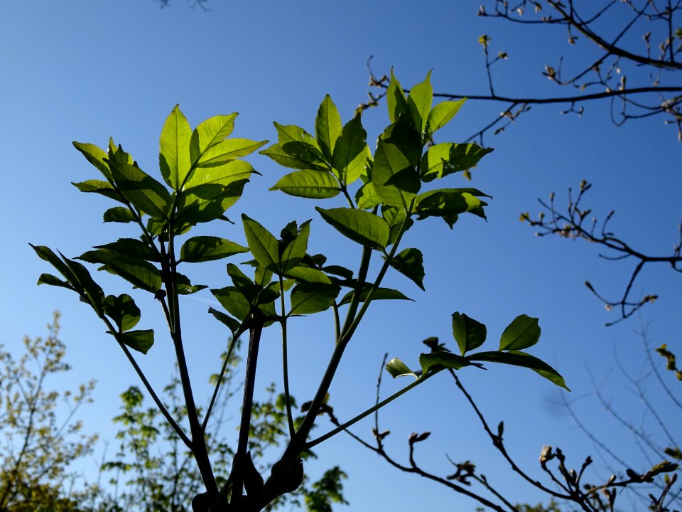Jeunes feuilles de Frêne, Fraxinus, Oléacées 