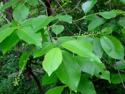 Feuilles et inflorescences dressées puis pendantes du Ceri… 