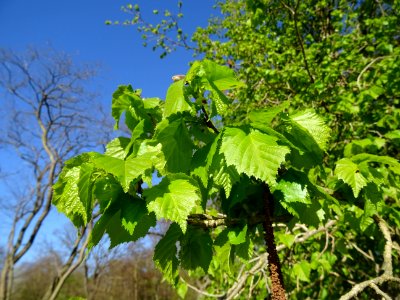 Feuilles de noisetier ou coudrier, Corylus avellana, Coryl… 