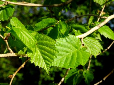 Feuilles de noisetier ou coudrier, Corylus avellana, Coryl… 