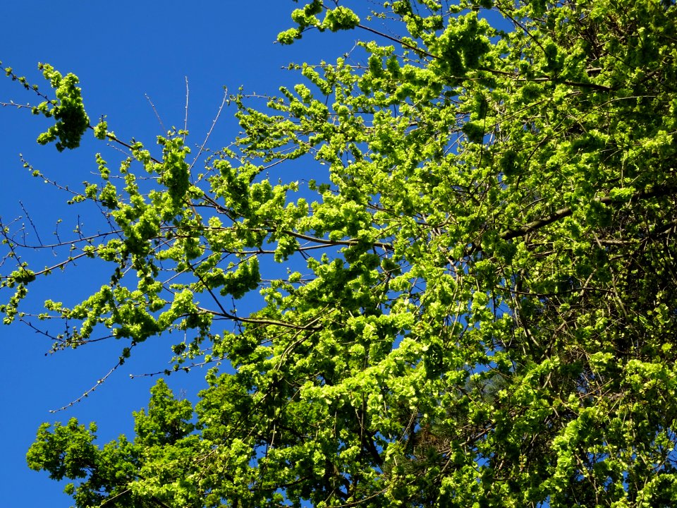 Samares immatures d'Orme champêtre, Ulmus campestris, Ulma… 