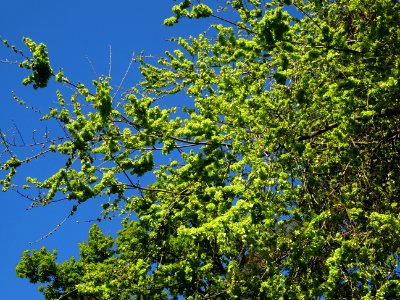 Samares immatures d'Orme champêtre, Ulmus campestris, Ulma… 