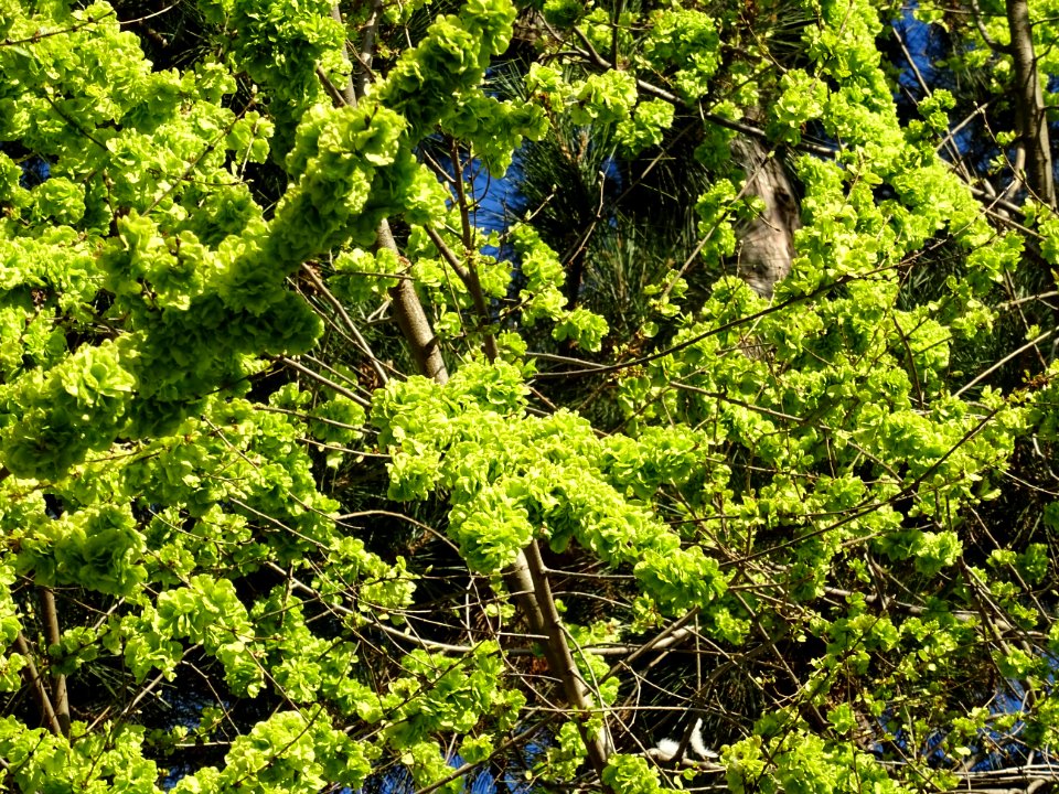 Samares immatures d'Orme champêtre, Ulmus campestris, Ulma… 