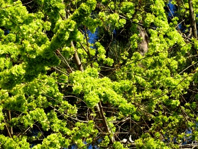 Samares immatures d'Orme champêtre, Ulmus campestris, Ulma… 