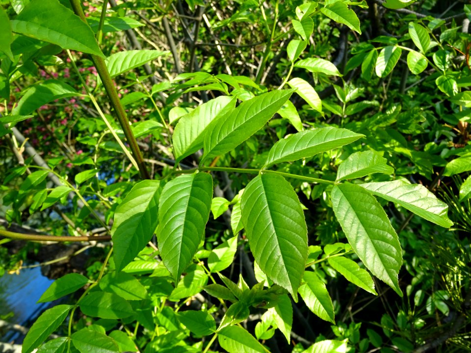 Jeunes feuilles de Frêne, Fraxinus, Oléacées 