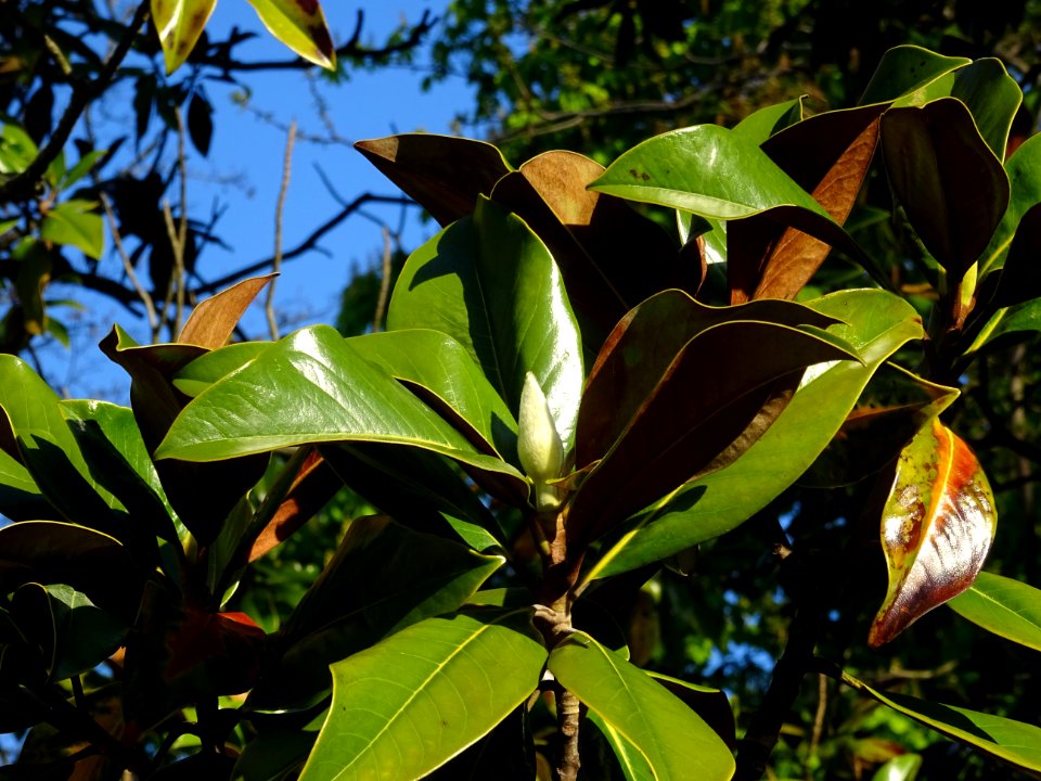 Bourgeon floral et feuilles de Magnolia à grandes fleurs, … 