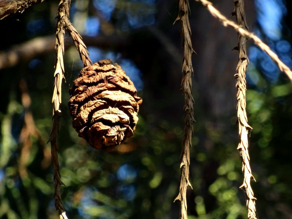 Cône femelle mûr de Séquoia géant, Sequoiadendron giganteu… 