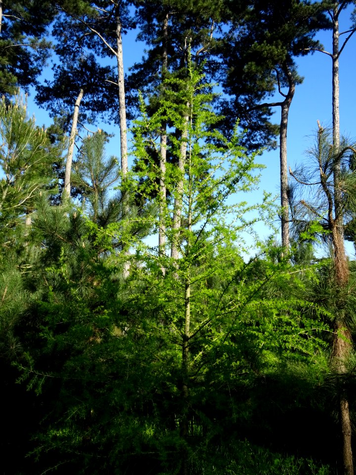 Mélèze commun, Larix decidua, Pinacées 