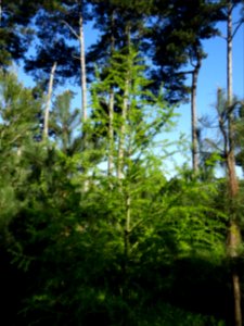 Mélèze commun, Larix decidua, Pinacées 