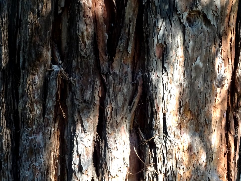 Tronc de Séquoia géant, Sequoiadendron giganteum, Taxodiac… 
