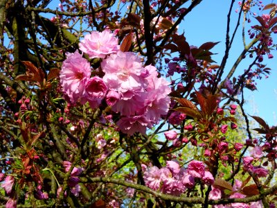 Fleurs du Cerisier du Japon, Prunus serrulata, Rosacées 