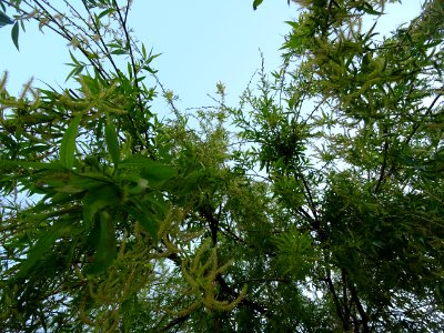 Feuilles et châtons de fleurs de Saule pleureur, Salix bab… 