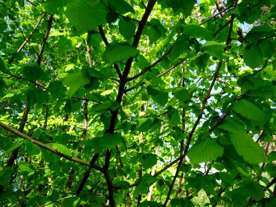 Feuilles de noisetier ou coudrier, Corylus avellana, Coryl… 