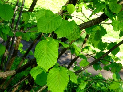 Feuilles de noisetier ou coudrier, Corylus avellana, Coryl… 