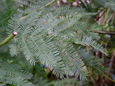 Mimosa d'hiver, Acacia dealbata, Mimosacées 