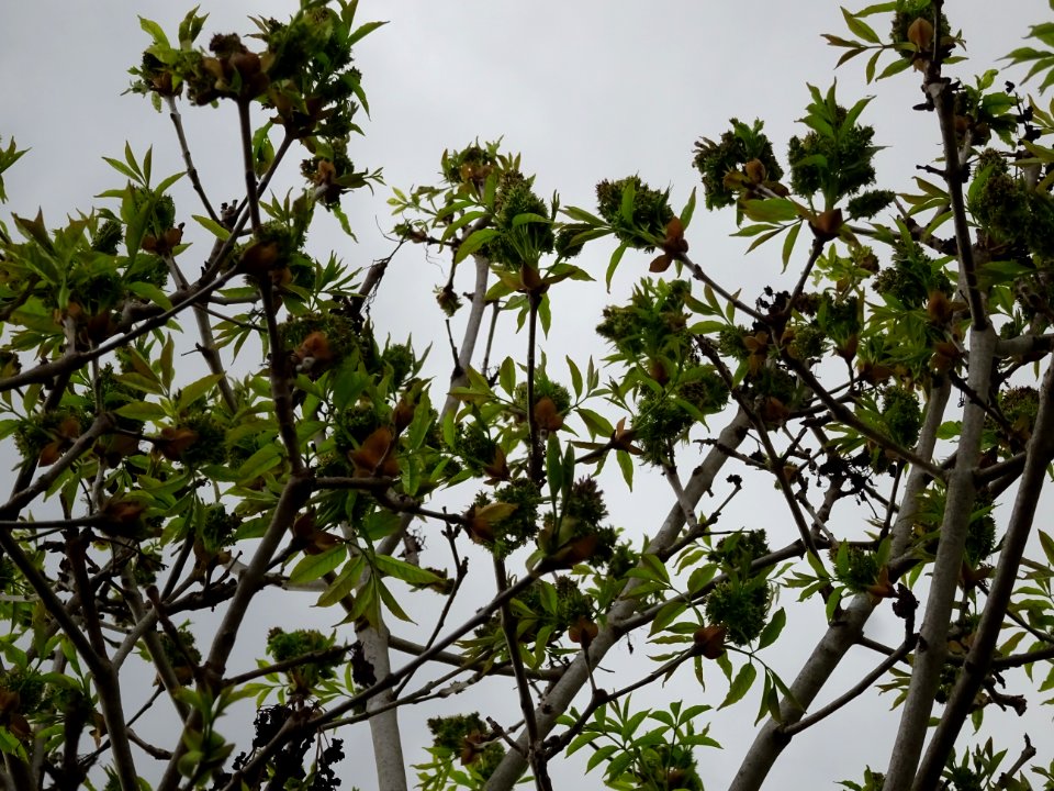 Fleurs et jeunes feuilles de Frêne élevé, Fraxinus excelsi… 