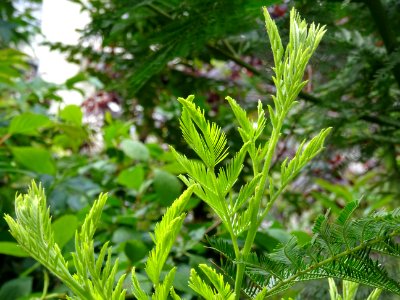 Mimosa d'hiver, Acacia dealbata, Mimosacées 