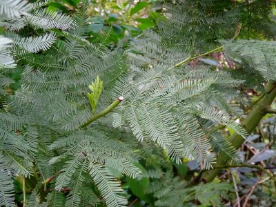 Mimosa d'hiver, Acacia dealbata, Mimosacées 
