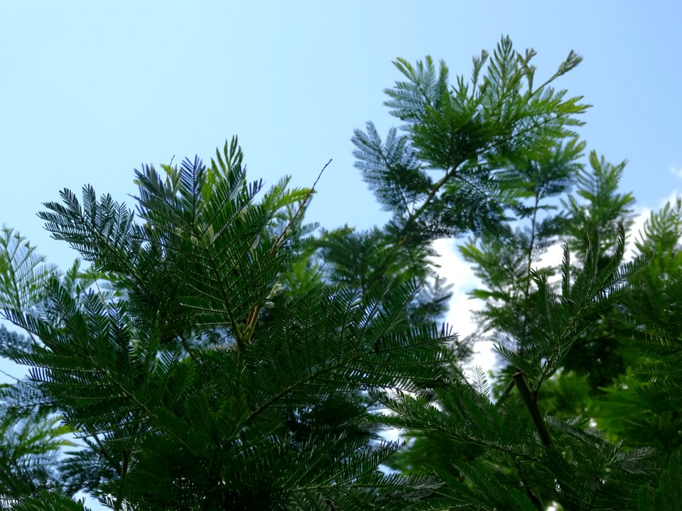 Mimosa d'hiver, Acacia dealbata, Mimosacées 