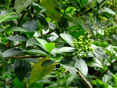 Feuilles et inflorescences du Troène commun, Ligustrum vul… 