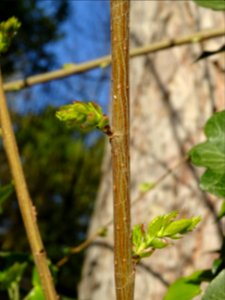Jeunes feuilles d'Orme champêtre, Ulmus campestris, Ulmacé… 