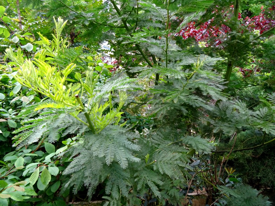 Mimosa d'hiver, Acacia dealbata, Mimosacées 