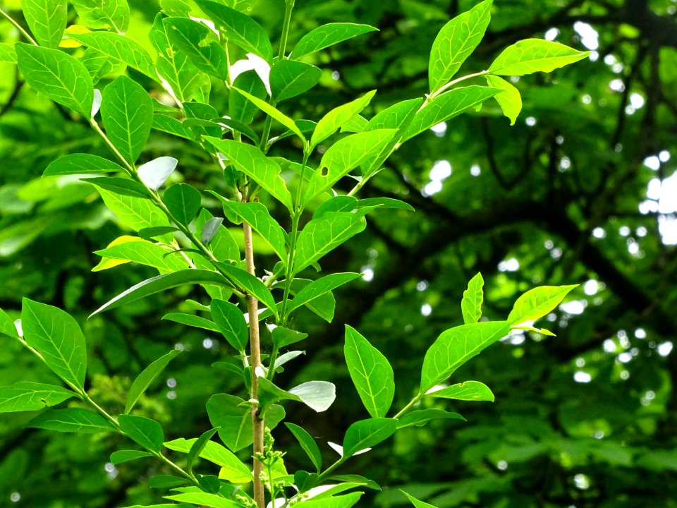 Feuilles du Troène commun, Ligustrum vulgare, Oléacées 
