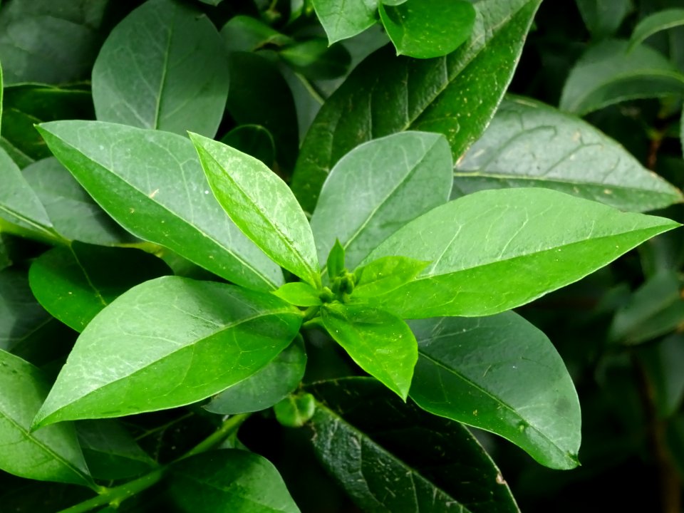 Feuilles du Troène commun, Ligustrum vulgare, Oléacées 