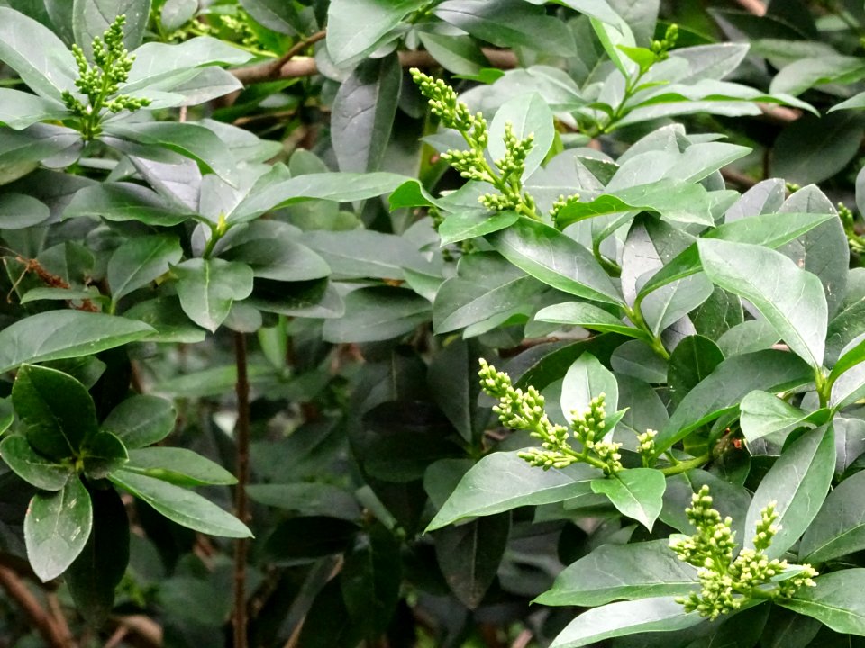 Feuilles et inflorescences du Troène commun, Ligustrum vul… 