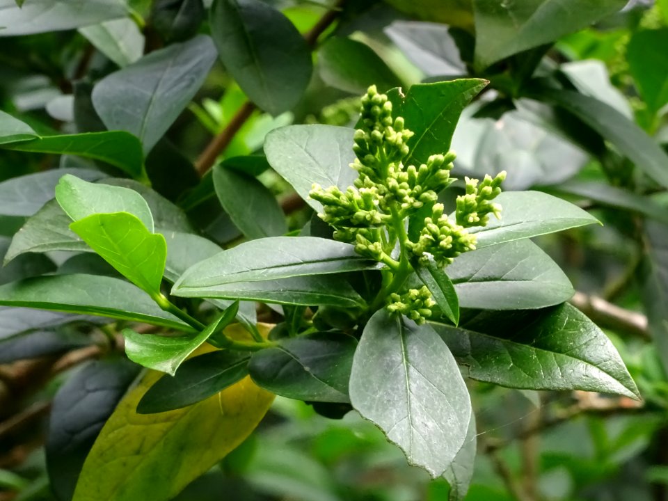 Feuilles et inflorescences du Troène commun, Ligustrum vul… 