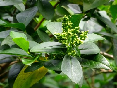 Feuilles et inflorescences du Troène commun, Ligustrum vul… 